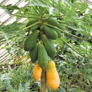 Carica papaya - Crude papain